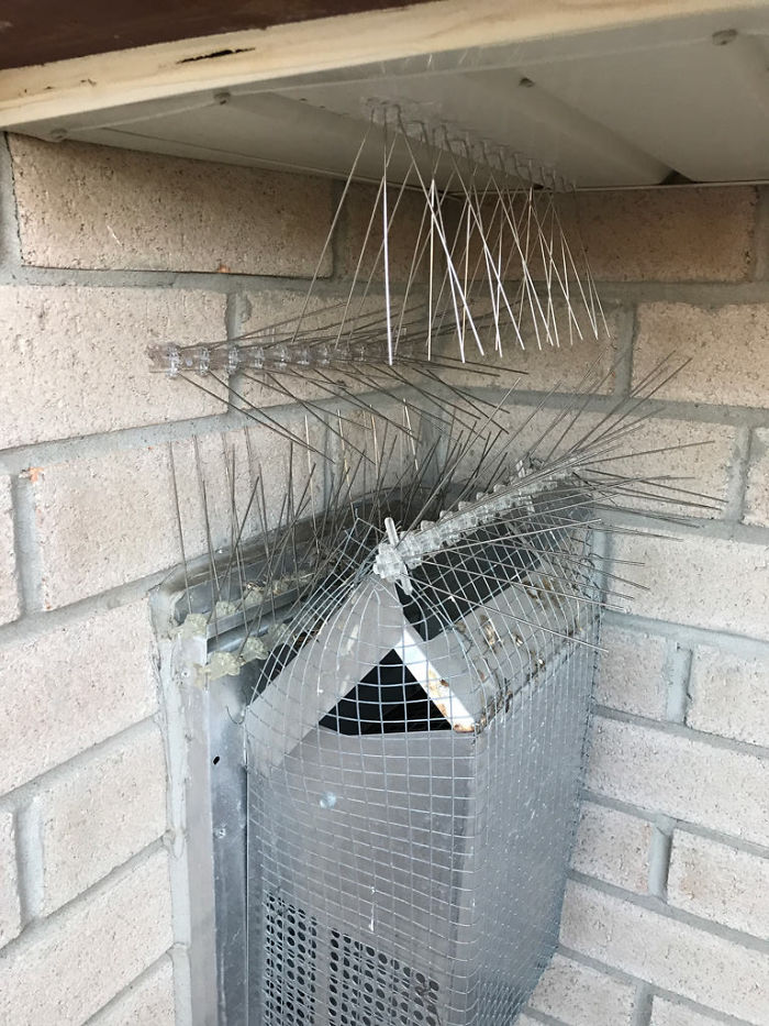 Guy Tries To Fight Against Birds For 4 Years, And It Gets Funnier With Every Pic