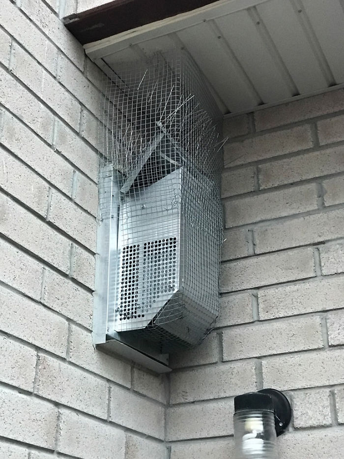 Guy Tries To Fight Against Birds For 4 Years, And It Gets Funnier With Every Pic