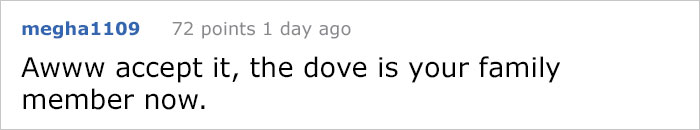 Guy Tries To Fight Against Birds For 4 Years, And It Gets Funnier With Every Pic