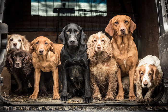 The Best Dog Photos Of 2018 Have Been Announced, And They&#8217;ll Give You All The Feels