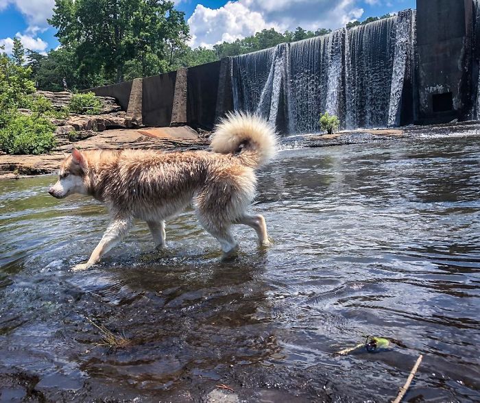 Hero Husky Finds A Box Full Of Near-Dying Kittens In The Woods, Becomes Their New Mom Hero Husky Finds A Box Full Of Near-Dying Kittens In The Woods, Becomes Their New Mom