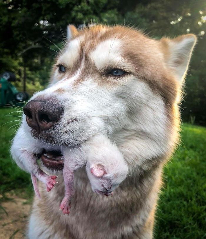 Hero Husky Finds A Box Full Of Near-Dying Kittens In The Woods, Becomes Their New Mom Hero Husky Finds A Box Full Of Near-Dying Kittens In The Woods, Becomes Their New Mom