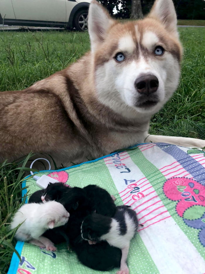Hero Husky Finds A Box Full Of Near-Dying Kittens In The Woods, Becomes Their New Mom Hero Husky Finds A Box Full Of Near-Dying Kittens In The Woods, Becomes Their New Mom