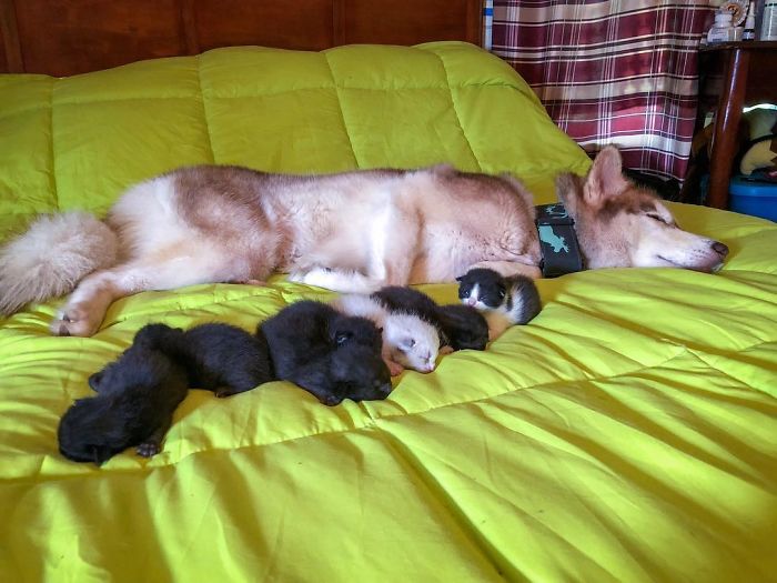 Hero Husky Finds A Box Full Of Near-Dying Kittens In The Woods, Becomes Their New Mom Hero Husky Finds A Box Full Of Near-Dying Kittens In The Woods, Becomes Their New Mom