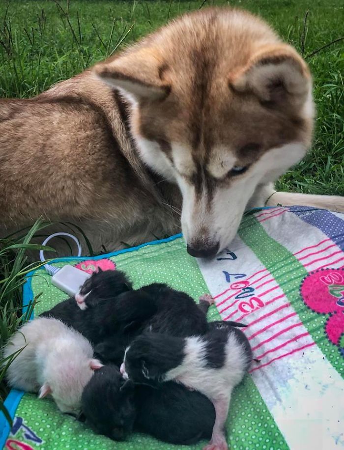 Hero Husky Finds A Box Full Of Near-Dying Kittens In The Woods, Becomes Their New Mom Hero Husky Finds A Box Full Of Near-Dying Kittens In The Woods, Becomes Their New Mom