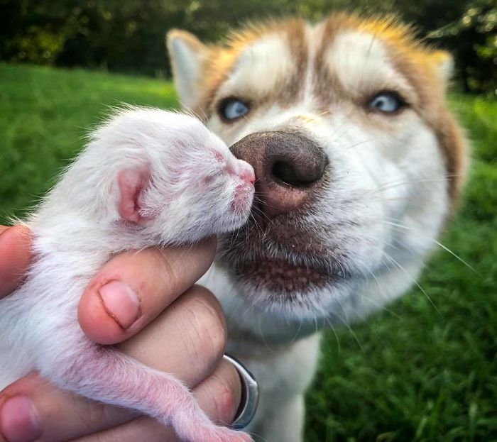 Hero Husky Finds A Box Full Of Near-Dying Kittens In The Woods, Becomes Their New Mom Hero Husky Finds A Box Full Of Near-Dying Kittens In The Woods, Becomes Their New Mom