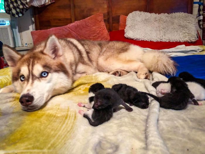 Hero Husky Finds A Box Full Of Near-Dying Kittens In The Woods, Becomes Their New Mom Hero Husky Finds A Box Full Of Near-Dying Kittens In The Woods, Becomes Their New Mom