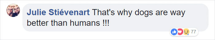 Hero Husky Finds A Box Full Of Near-Dying Kittens In The Woods, Becomes Their New Mom Hero Husky Finds A Box Full Of Near-Dying Kittens In The Woods, Becomes Their New Mom