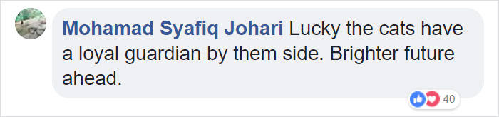 Hero Husky Finds A Box Full Of Near-Dying Kittens In The Woods, Becomes Their New Mom Hero Husky Finds A Box Full Of Near-Dying Kittens In The Woods, Becomes Their New Mom