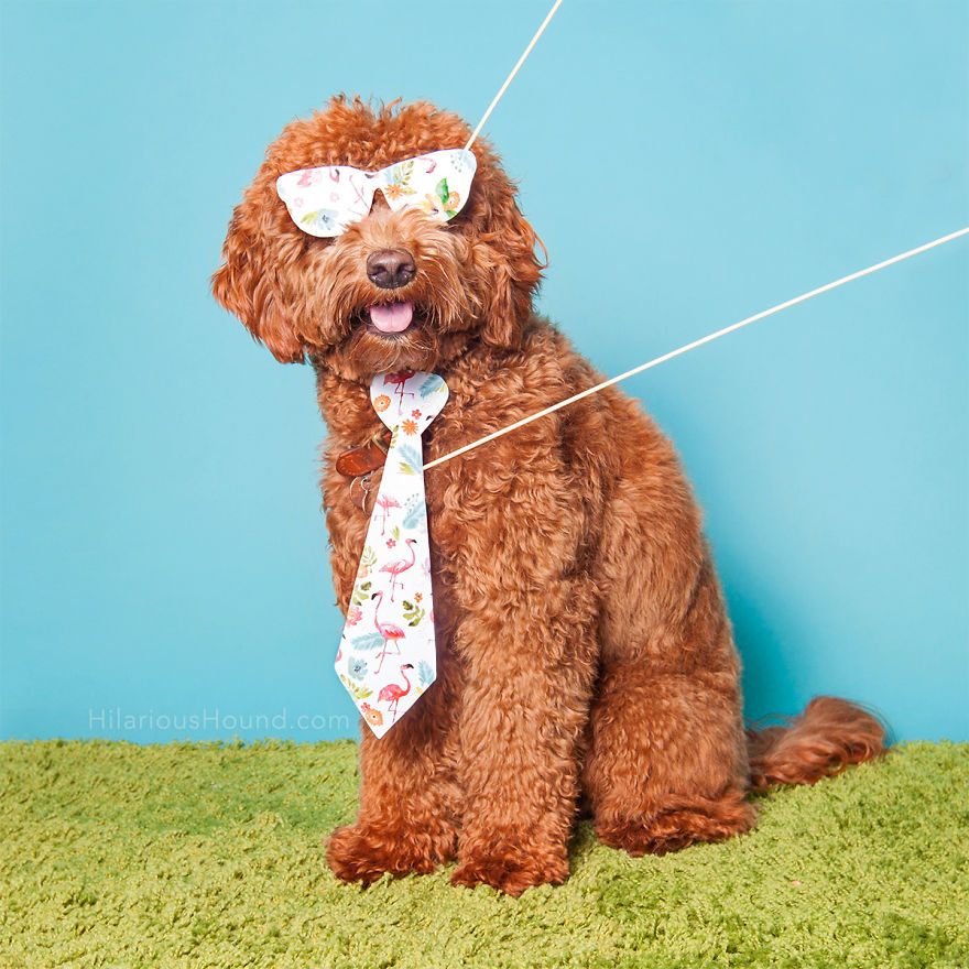 Hilarious Dogs In A Photo Booth (With Funny Props!) Hilarious Dogs In A Photo Booth (With Funny Props!)