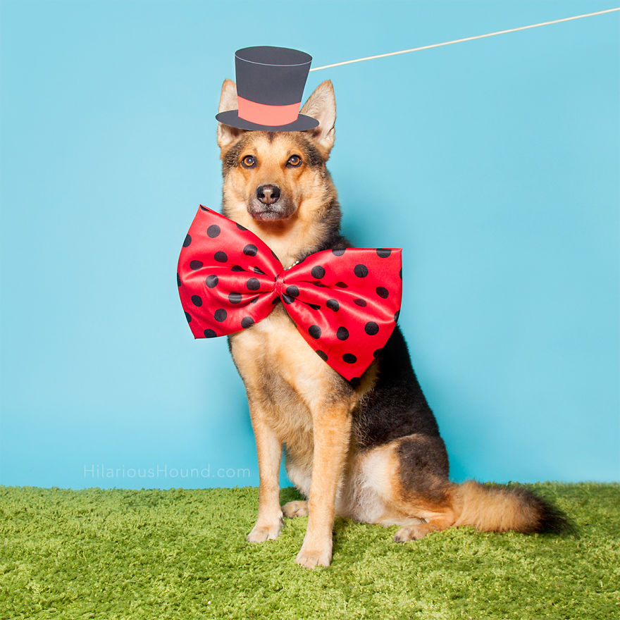 Hilarious Dogs In A Photo Booth (With Funny Props!) Hilarious Dogs In A Photo Booth (With Funny Props!)