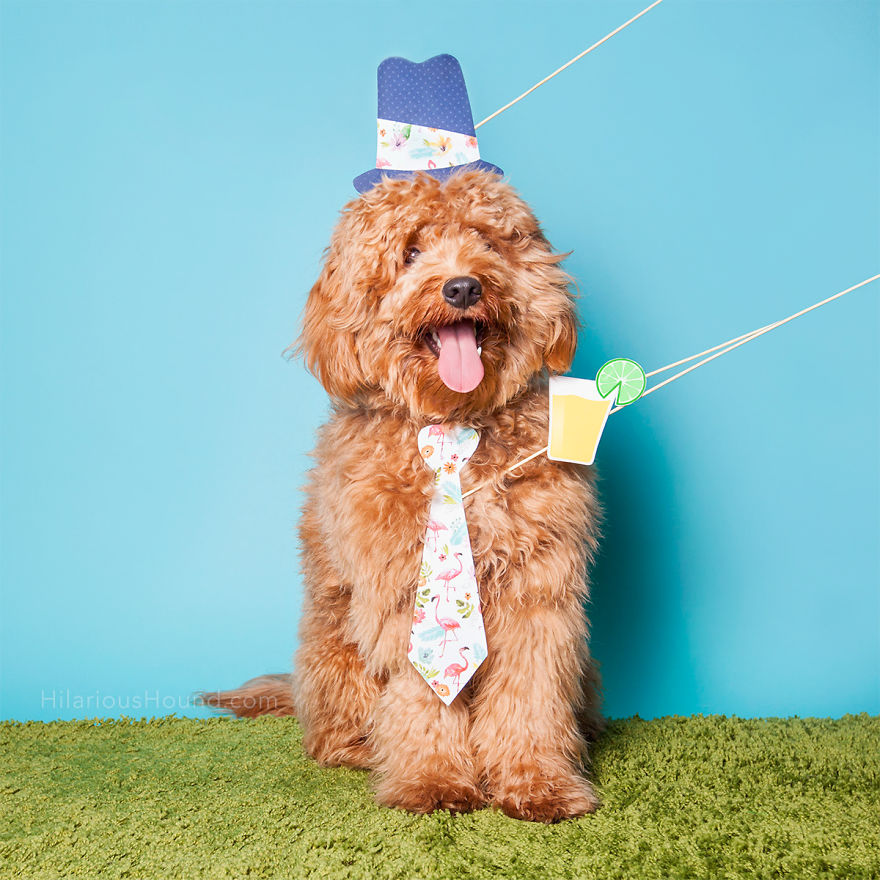 Hilarious Dogs In A Photo Booth (With Funny Props!) Hilarious Dogs In A Photo Booth (With Funny Props!)