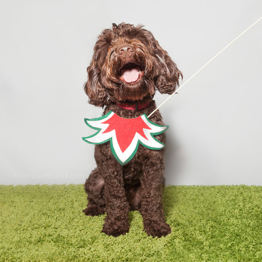 Hilarious Dogs In A Photo Booth (With Funny Props!) Hilarious Dogs In A Photo Booth (With Funny Props!)