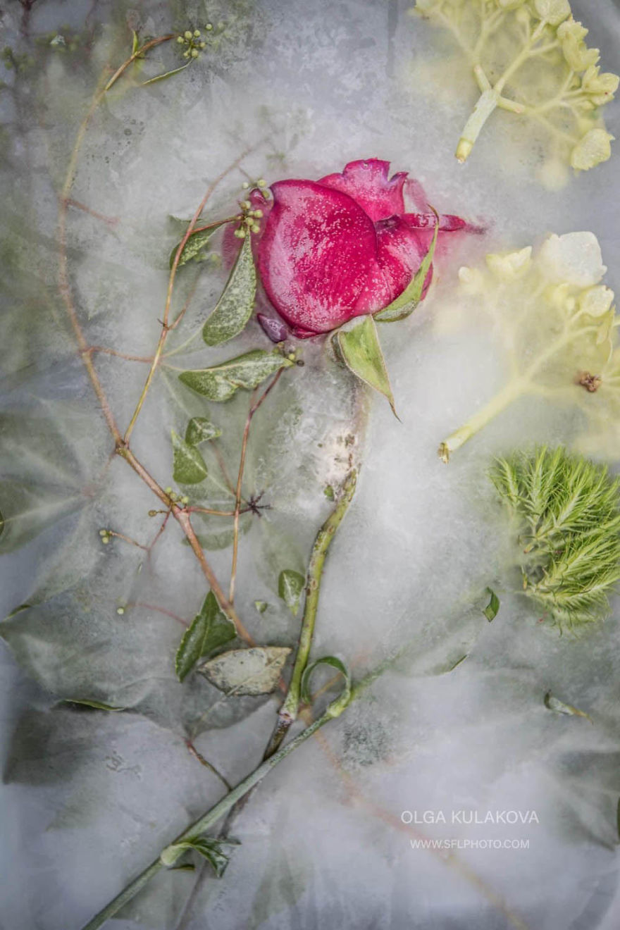 Frozen Beauty: I Imortalized Flowers In Ice Frozen Beauty: I Imortalized Flowers In Ice