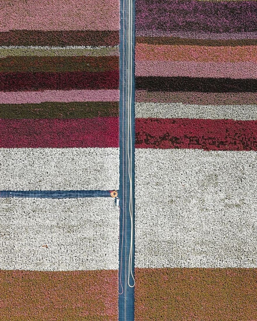 Photographer Captures Incredible Aerial Photos Of Tulips That You Might Confuse With Rugs Photographer Captures Incredible Aerial Photos Of Tulips That You Might Confuse With Rugs