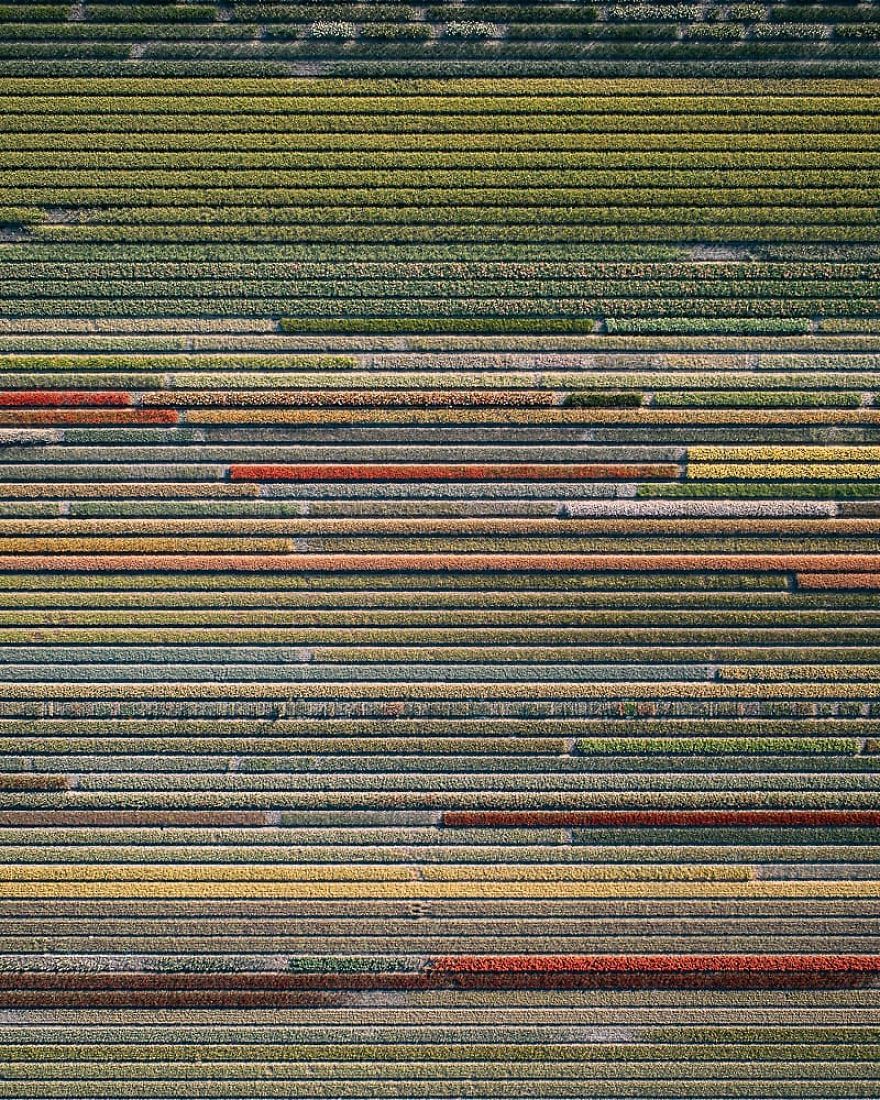 Photographer Captures Incredible Aerial Photos Of Tulips That You Might Confuse With Rugs Photographer Captures Incredible Aerial Photos Of Tulips That You Might Confuse With Rugs