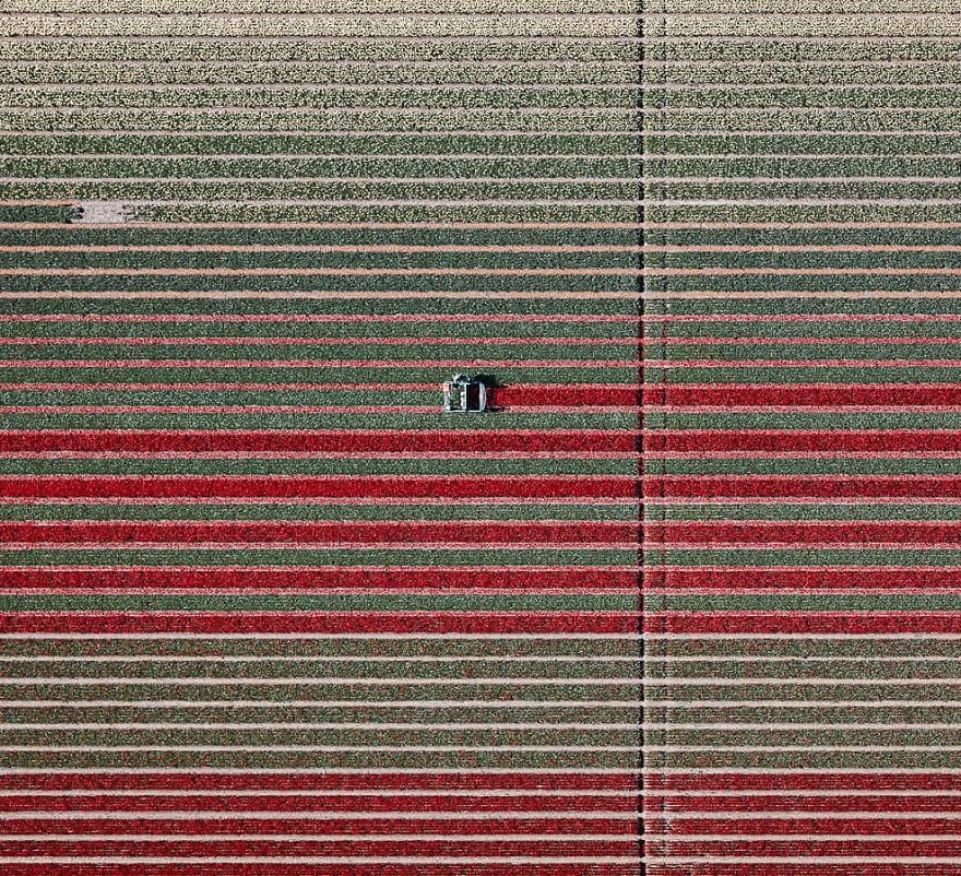 Photographer Captures Incredible Aerial Photos Of Tulips That You Might Confuse With Rugs Photographer Captures Incredible Aerial Photos Of Tulips That You Might Confuse With Rugs