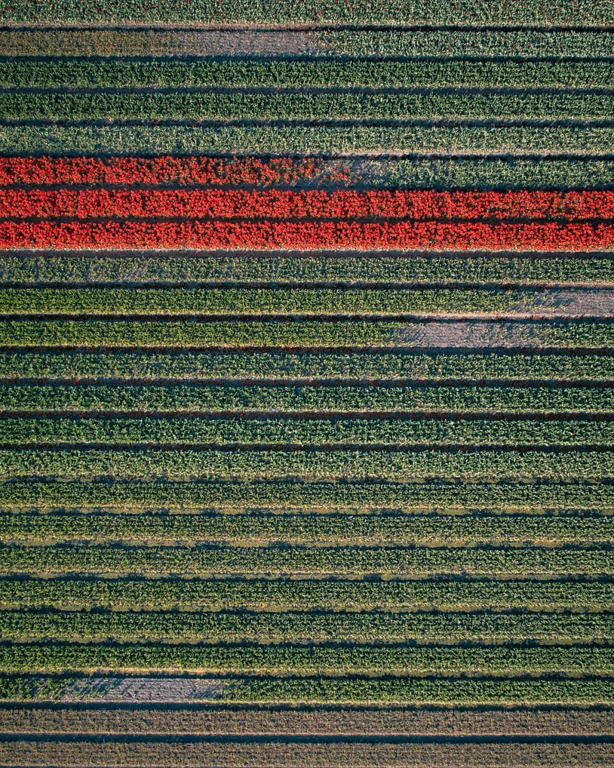 Photographer Captures Incredible Aerial Photos Of Tulips That You Might Confuse With Rugs Photographer Captures Incredible Aerial Photos Of Tulips That You Might Confuse With Rugs