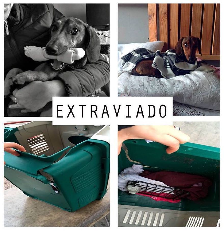 Dog Survives 6 Days In The Desert After Falling Off The Plane Dog Survives 6 Days In The Desert After Falling Off The Plane