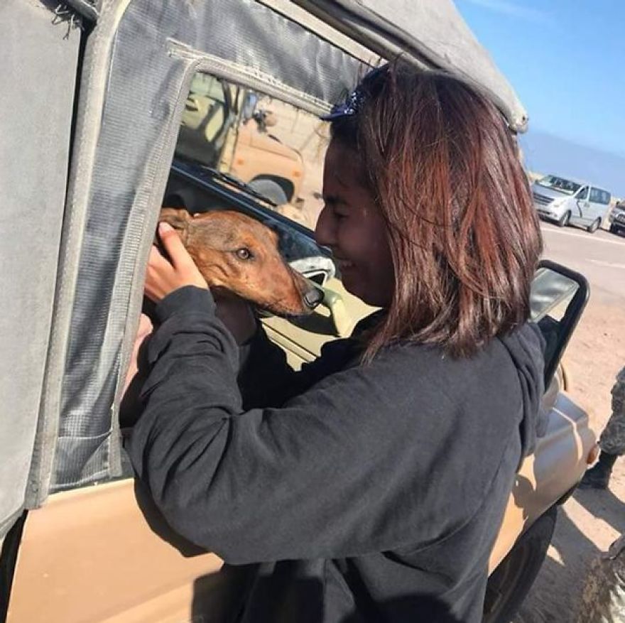 Dog Survives 6 Days In The Desert After Falling Off The Plane Dog Survives 6 Days In The Desert After Falling Off The Plane