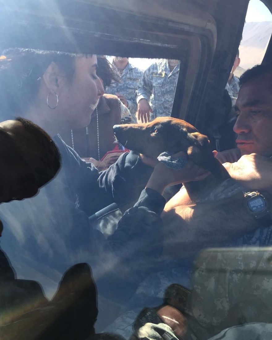 Dog Survives 6 Days In The Desert After Falling Off The Plane Dog Survives 6 Days In The Desert After Falling Off The Plane