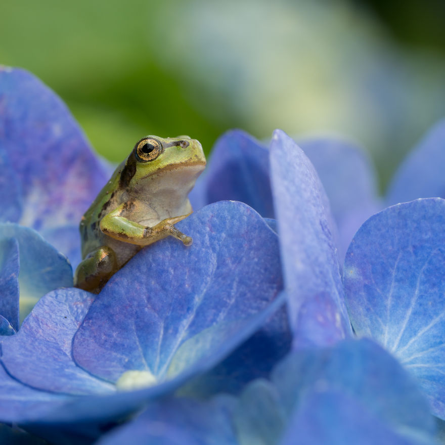I Travel Around Japan To Photograph Tree Frogs On Hydrangeas I Travel Around Japan To Photograph Tree Frogs On Hydrangeas