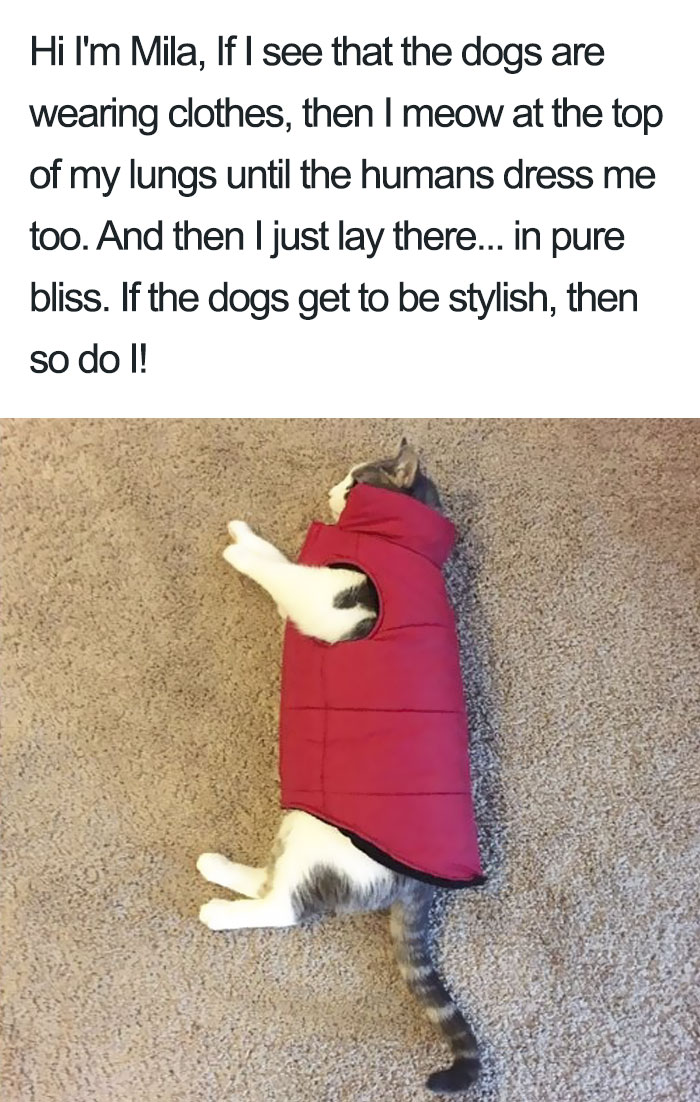 50 Times Asshole Cats Were Publicly Shamed For Their Hilariously Horrible Crimes 50 Times Asshole Cats Were Publicly Shamed For Their Hilariously Horrible Crimes