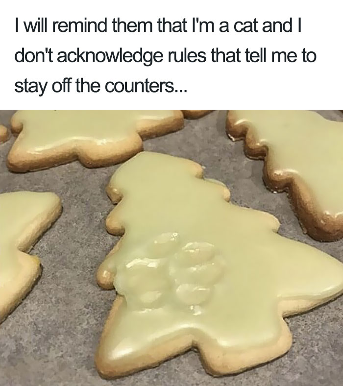 50 Times Asshole Cats Were Publicly Shamed For Their Hilariously Horrible Crimes 50 Times Asshole Cats Were Publicly Shamed For Their Hilariously Horrible Crimes