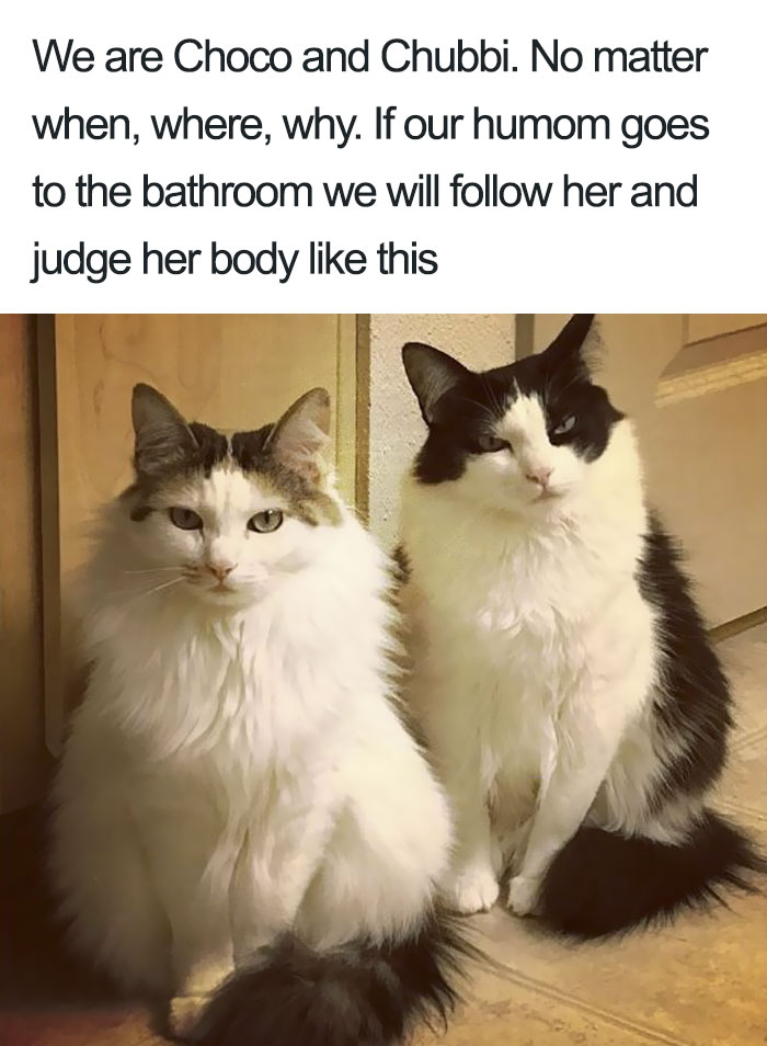 50 Times Asshole Cats Were Publicly Shamed For Their Hilariously Horrible Crimes 50 Times Asshole Cats Were Publicly Shamed For Their Hilariously Horrible Crimes
