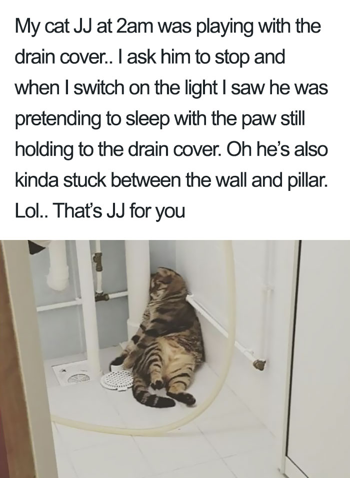 50 Times Asshole Cats Were Publicly Shamed For Their Hilariously Horrible Crimes 50 Times Asshole Cats Were Publicly Shamed For Their Hilariously Horrible Crimes