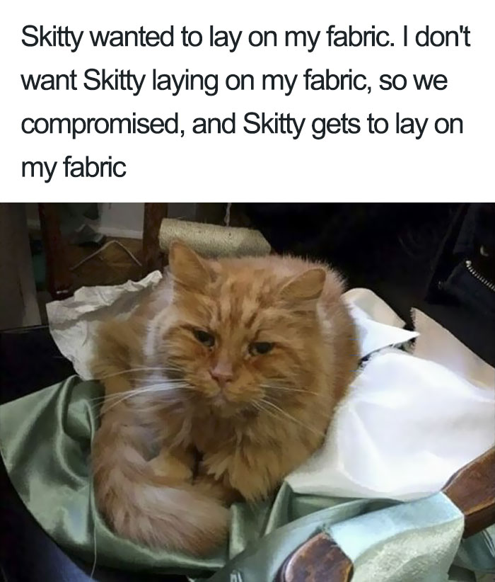 50 Times Asshole Cats Were Publicly Shamed For Their Hilariously Horrible Crimes 50 Times Asshole Cats Were Publicly Shamed For Their Hilariously Horrible Crimes