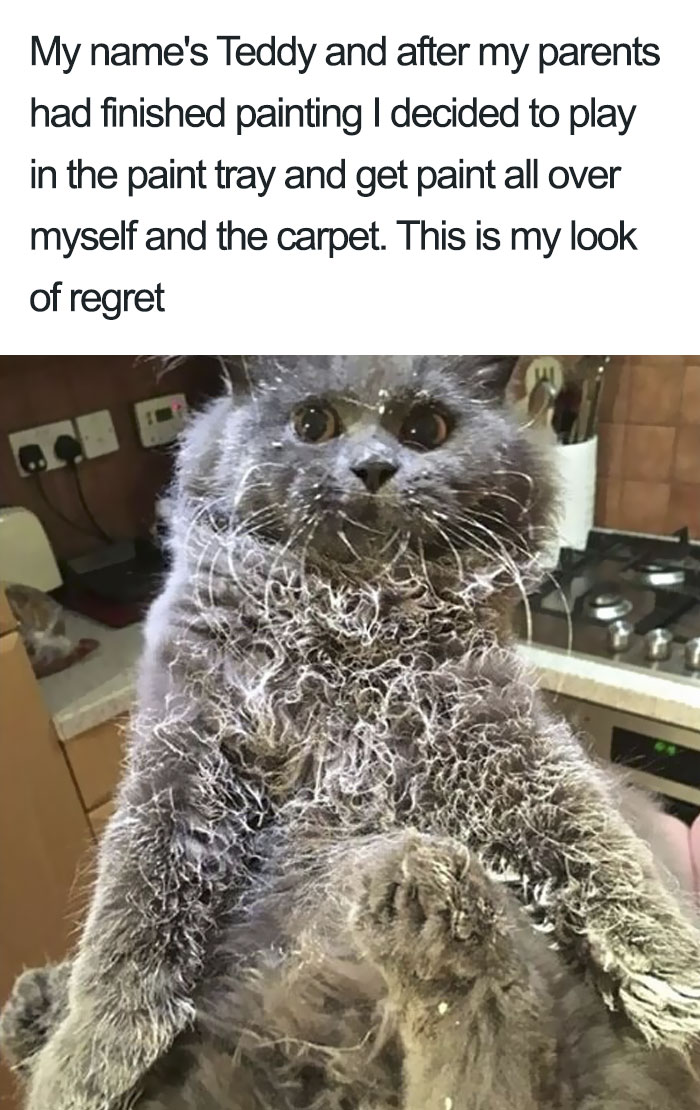 50 Times Asshole Cats Were Publicly Shamed For Their Hilariously Horrible Crimes 50 Times Asshole Cats Were Publicly Shamed For Their Hilariously Horrible Crimes