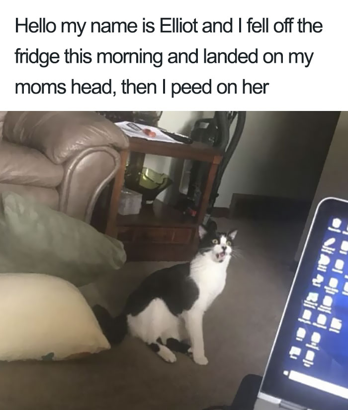 50 Times Asshole Cats Were Publicly Shamed For Their Hilariously Horrible Crimes 50 Times Asshole Cats Were Publicly Shamed For Their Hilariously Horrible Crimes