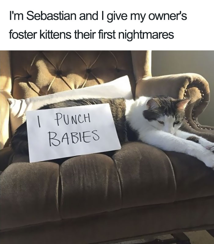 50 Times Asshole Cats Were Publicly Shamed For Their Hilariously Horrible Crimes 50 Times Asshole Cats Were Publicly Shamed For Their Hilariously Horrible Crimes