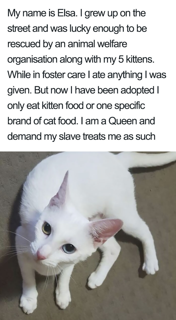 50 Times Asshole Cats Were Publicly Shamed For Their Hilariously Horrible Crimes 50 Times Asshole Cats Were Publicly Shamed For Their Hilariously Horrible Crimes