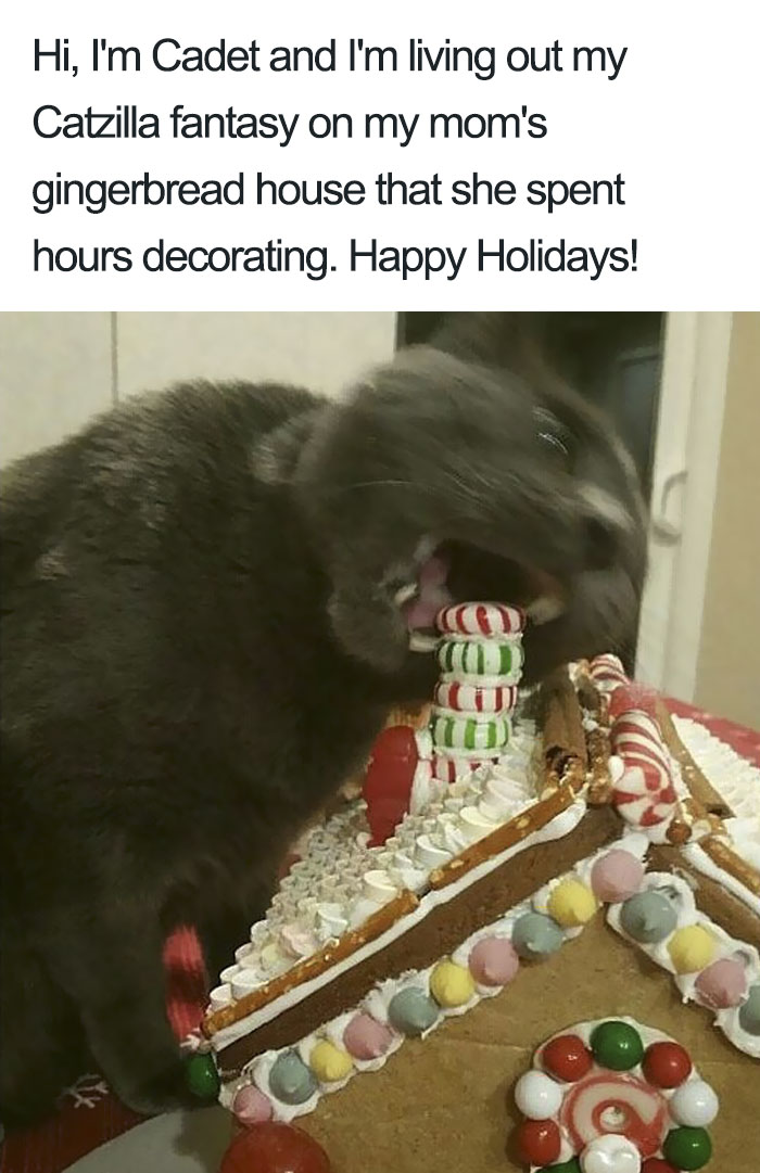 50 Times Asshole Cats Were Publicly Shamed For Their Hilariously Horrible Crimes 50 Times Asshole Cats Were Publicly Shamed For Their Hilariously Horrible Crimes