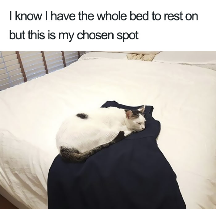 50 Times Asshole Cats Were Publicly Shamed For Their Hilariously Horrible Crimes 50 Times Asshole Cats Were Publicly Shamed For Their Hilariously Horrible Crimes