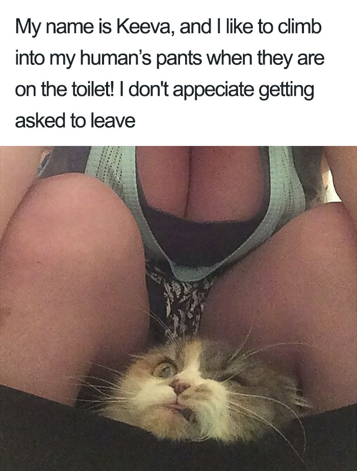 50 Times Asshole Cats Were Publicly Shamed For Their Hilariously Horrible Crimes 50 Times Asshole Cats Were Publicly Shamed For Their Hilariously Horrible Crimes