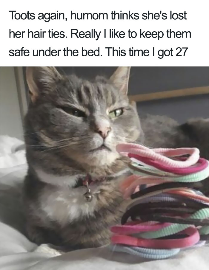 50 Times Asshole Cats Were Publicly Shamed For Their Hilariously Horrible Crimes 50 Times Asshole Cats Were Publicly Shamed For Their Hilariously Horrible Crimes