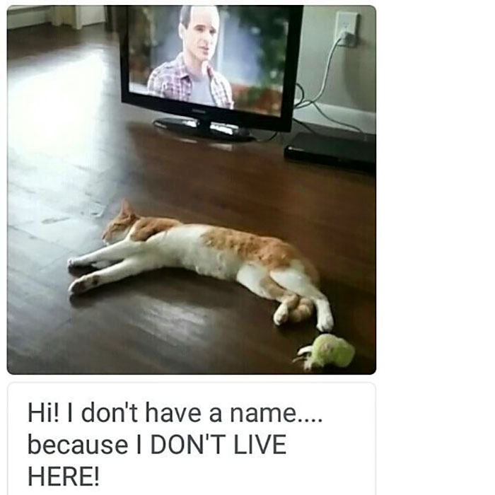 50 Times Asshole Cats Were Publicly Shamed For Their Hilariously Horrible Crimes 50 Times Asshole Cats Were Publicly Shamed For Their Hilariously Horrible Crimes