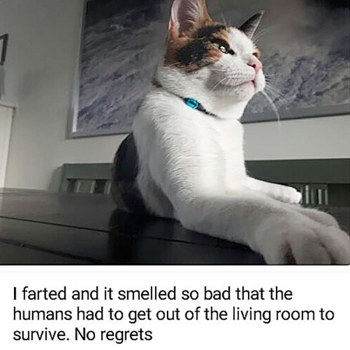 50 Times Asshole Cats Were Publicly Shamed For Their Hilariously Horrible Crimes 50 Times Asshole Cats Were Publicly Shamed For Their Hilariously Horrible Crimes