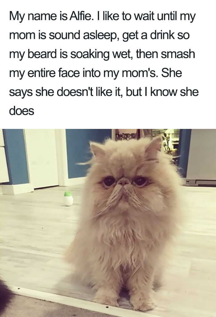 50 Times Asshole Cats Were Publicly Shamed For Their Hilariously Horrible Crimes 50 Times Asshole Cats Were Publicly Shamed For Their Hilariously Horrible Crimes