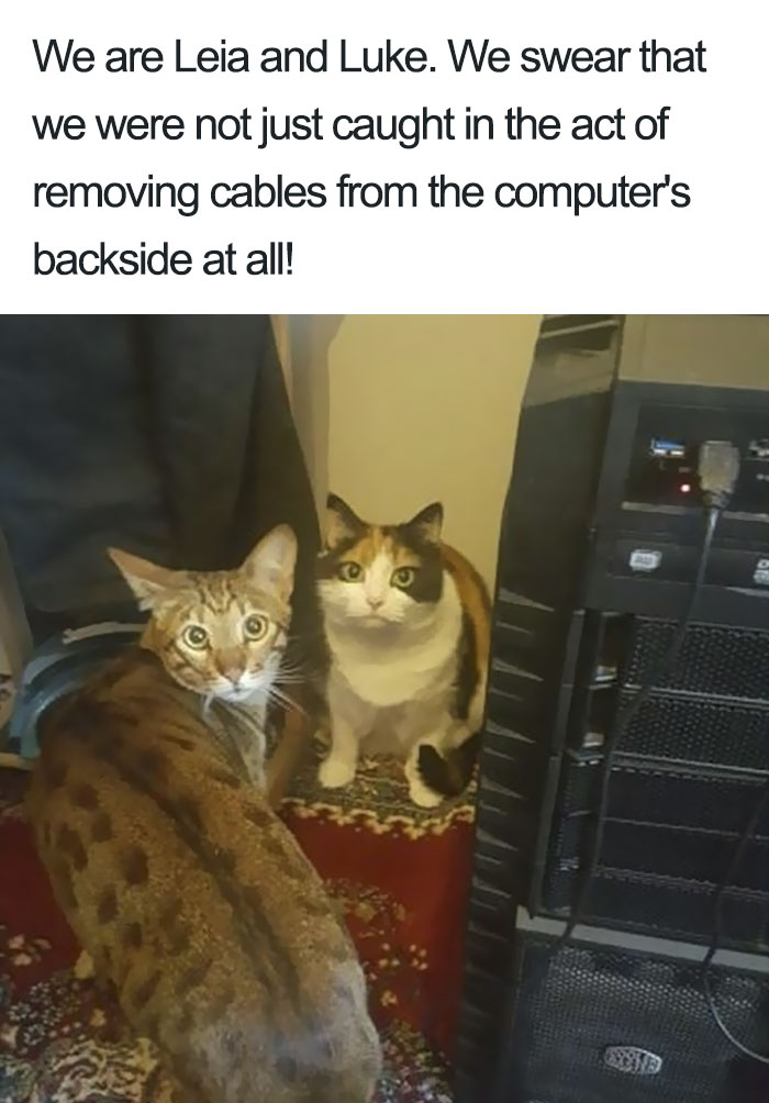 50 Times Asshole Cats Were Publicly Shamed For Their Hilariously Horrible Crimes 50 Times Asshole Cats Were Publicly Shamed For Their Hilariously Horrible Crimes