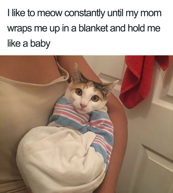 50 Times Asshole Cats Were Publicly Shamed For Their Hilariously Horrible Crimes 50 Times Asshole Cats Were Publicly Shamed For Their Hilariously Horrible Crimes