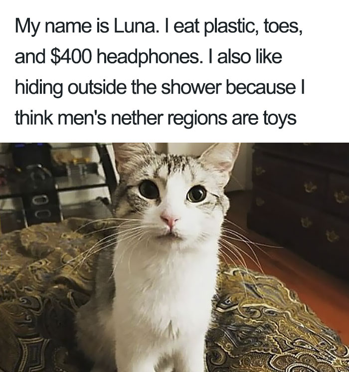 50 Times Asshole Cats Were Publicly Shamed For Their Hilariously Horrible Crimes 50 Times Asshole Cats Were Publicly Shamed For Their Hilariously Horrible Crimes
