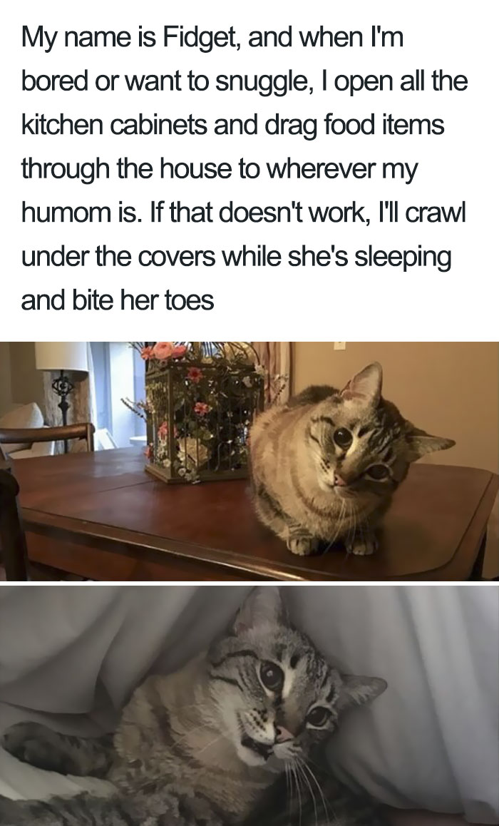 50 Times Asshole Cats Were Publicly Shamed For Their Hilariously Horrible Crimes 50 Times Asshole Cats Were Publicly Shamed For Their Hilariously Horrible Crimes