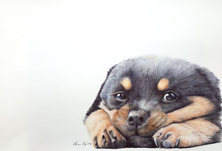 I Drew My Pet Rottweiler In Ballpoint Pens I Drew My Pet Rottweiler In Ballpoint Pens