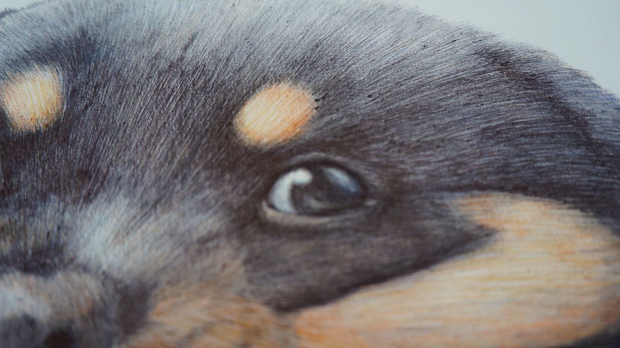 I Drew My Pet Rottweiler In Ballpoint Pens I Drew My Pet Rottweiler In Ballpoint Pens