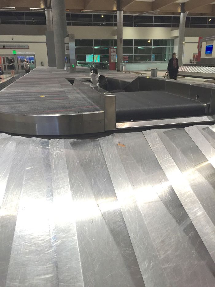 126 Times People Had To Look Twice To Understand What They Were Seeing At The Airport 126 Times People Had To Look Twice To Understand What They Were Seeing At The Airport