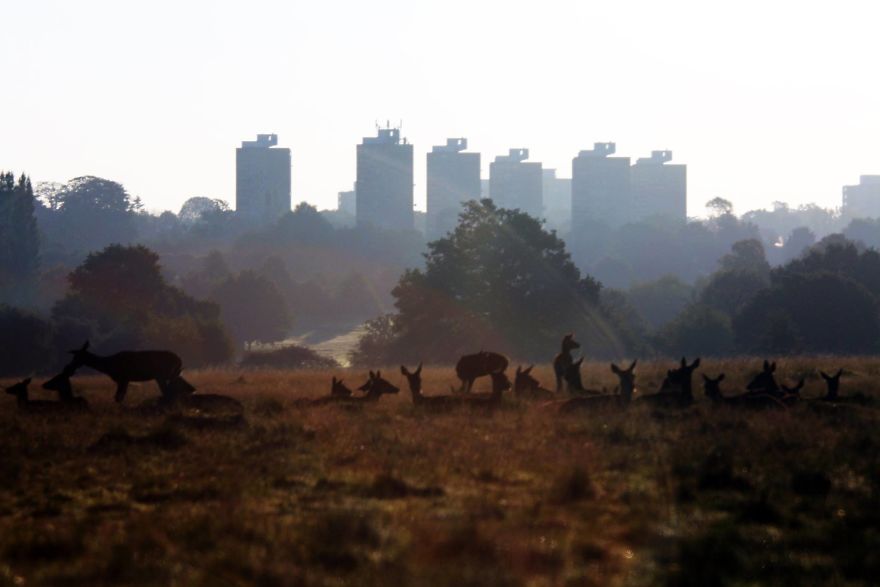 Man &#038; Beast: The Deer Of Richmond Park